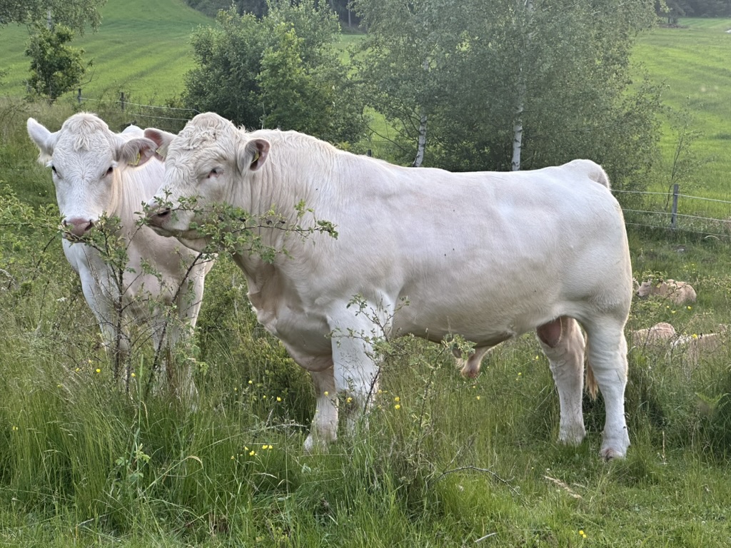 Charolais-par på sommaräng